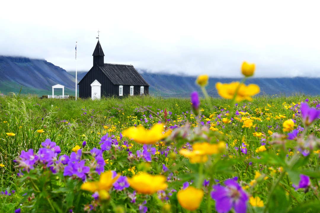 Fiori selvatici estivi colorati circondano la celebre Chiesa Nera di Budir sulla Penisola di Snaefellsnes, Islanda.