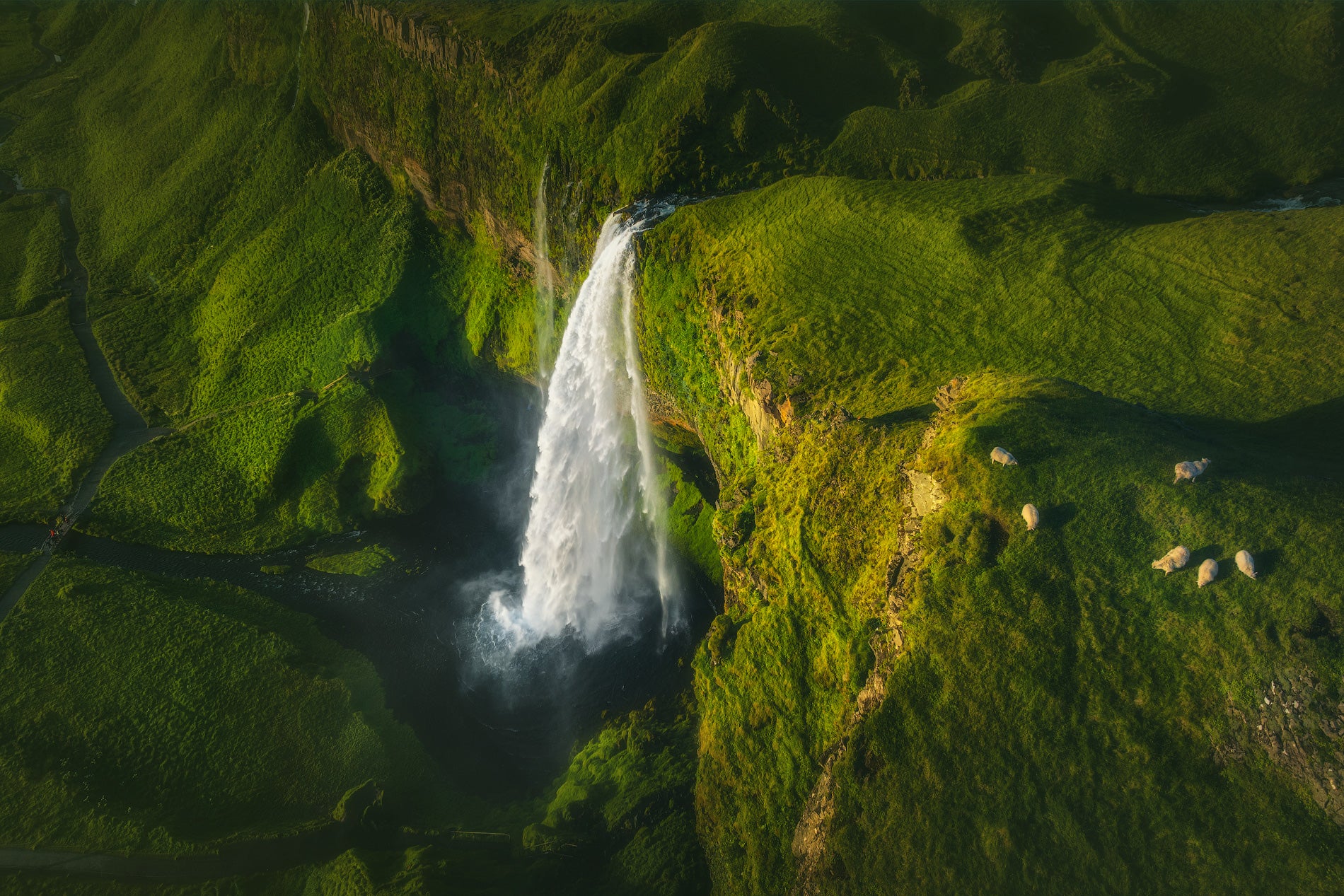 A bird's-eye view of Seljalandsfoss Waterfall surrounded by vegetation and grazing sheep on the South Coast of Iceland.