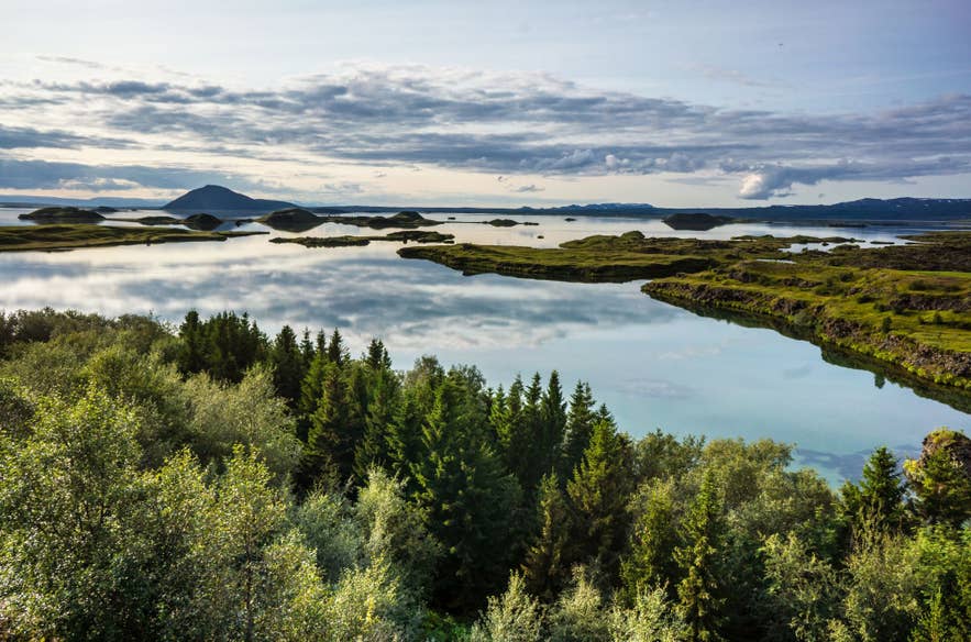 Lake Myvatn landscape with dense trees, a striking example of efforts to restore forests in Iceland.