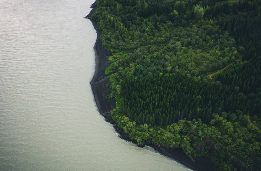 Luftaufnahme eines Küstenwaldes, der das Wachstum und die Veränderung der isländischen Landschaft zeigt.