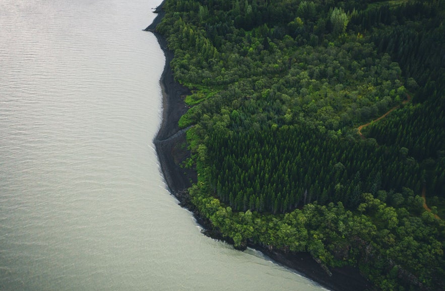 Aerial view of Hallormsstadaskogur Forest meeting the black sand shoreline along a calm river in Iceland
