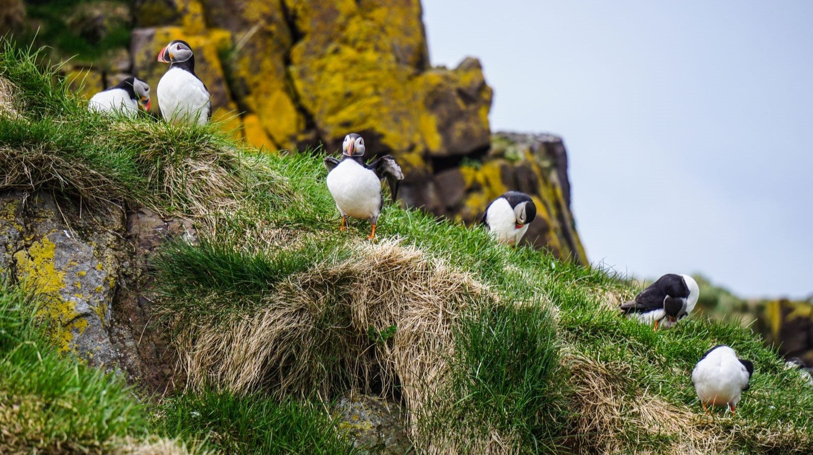A colony of cute puffins resting on a grassy cliff in Iceland.
