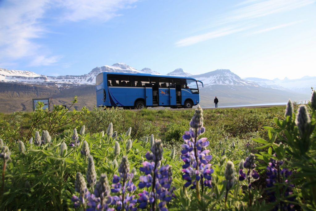 Blue highland bus with open doors on a roadside in Landmannalaugar, Iceland, surrounded by purple lupine flowers.