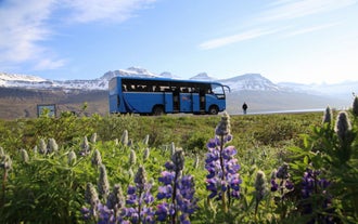 Blue highland bus with open doors on a roadside in Landmannalaugar, Iceland, surrounded by purple lupine flowers.