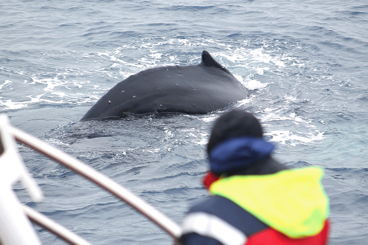 Spännande 3-timmars guidad valskådningstur i liten grupp från Husavik.