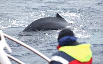 Spannende 3-stündige geführte Walbeobachtungstour in einer kleinen Gruppe ab Husavik
