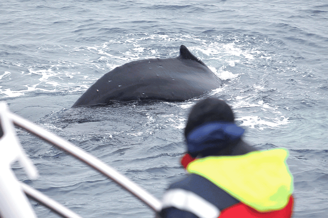 Spannende Begeleide Walvissafari van 3 Uur in Kleine Groep vanuit Husavik