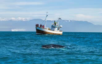 Spannende 3-stündige geführte Walbeobachtungstour in einer kleinen Gruppe ab Husavik