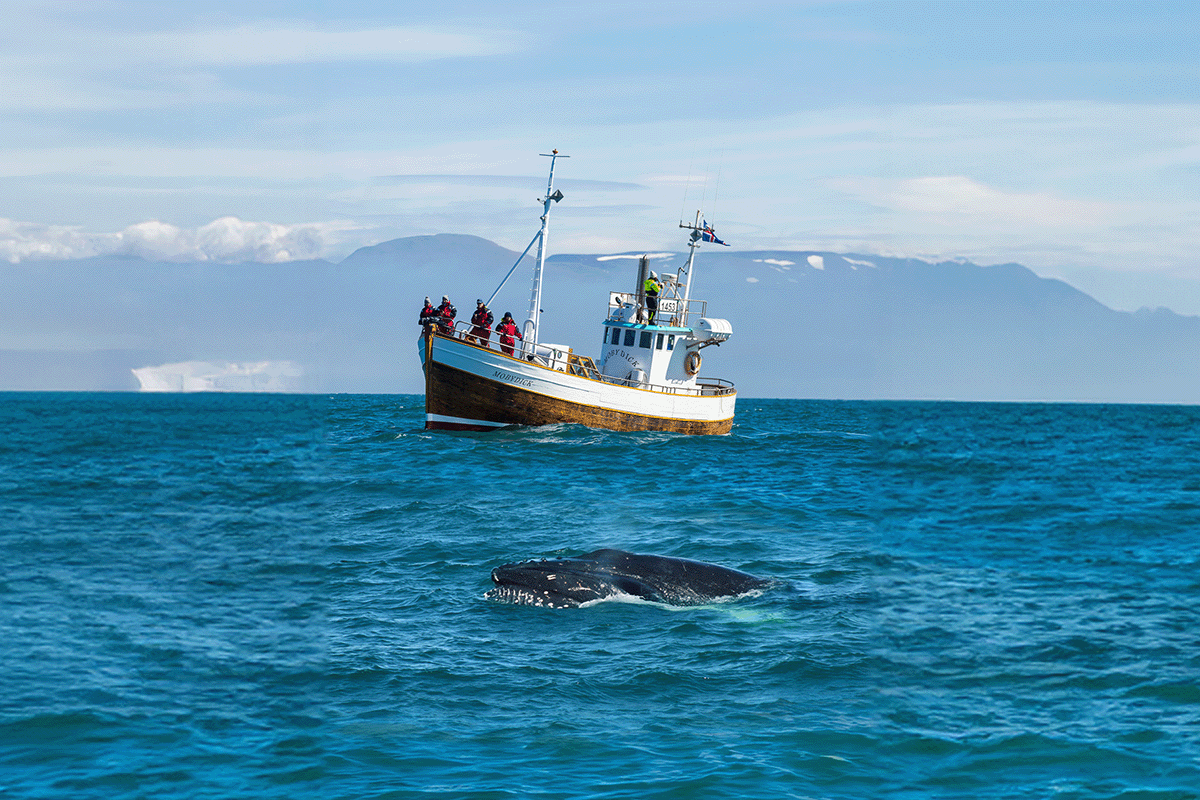 Thrilling 3-Hour Small Group Guided Whale-Watching Tour from Husavik