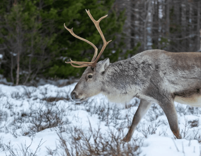 reindeer-park-travel-guide-iceland one of the reindeers in the reindeer park. Photo courtesy of Reindeer Park's official website https://reindeerpark.is/index.php/en/ changes in size were made.