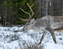 Reindeer Park