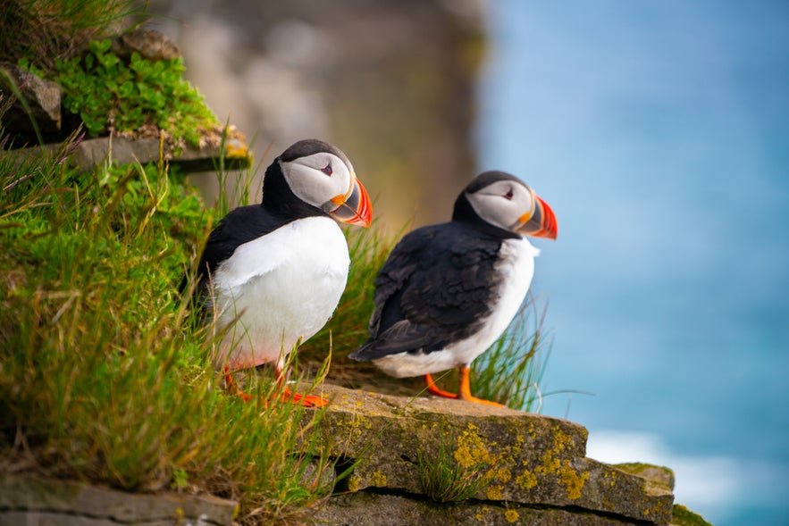 Puffins
