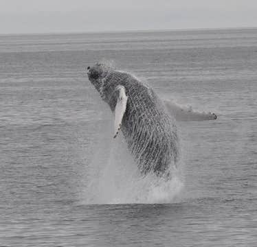 Extraordinary Whale Watching Tour and Whales of Iceland Exhibition from Reykjavik