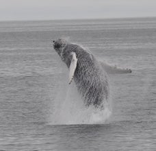 Extraordinary Whale Watching Tour and Whales of Iceland Exhibition from Reykjavik