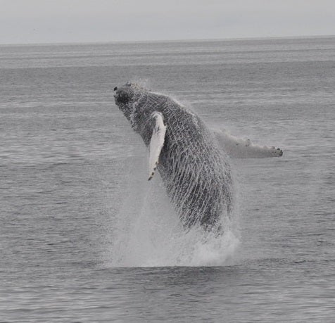 A whale jumping off the water, up close during a whale watching tour.