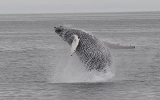 A whale jumping off the water, up close during a whale watching tour.