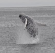 A whale jumping off the water, up close during a whale watching tour.