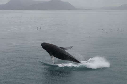 Best Value Whale Watching Boat Tour from Reykjavik
