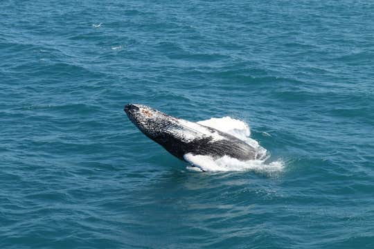 Best Value Whale Watching Boat Tour from Reykjavik
