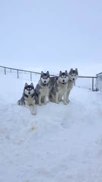 Wizyta w hodowli psów zaprzęgowych na islandzkiej farmie | Okolice jeziora Myvatn