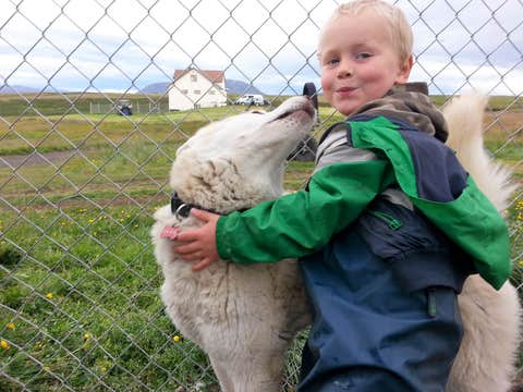 Wizyta w hodowli psów zaprzęgowych na islandzkiej farmie | Okolice jeziora Myvatn