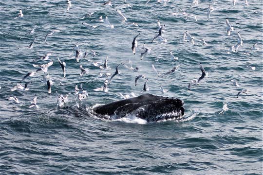 Best Value Whale Watching Boat Tour from Reykjavik