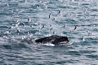 Best Value Whale Watching Boat Tour from Reykjavik