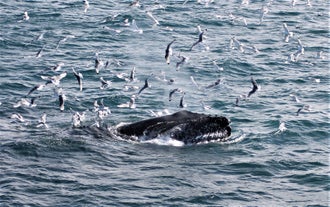 Birds at Faxafloi bay flock at a humpback whale during a whale watching tour from Reykjavik.