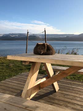 10-godzinna wycieczka z obserwacją lisów polarnych w rezerwacie przyrody Hornstrandir z Isafjordur