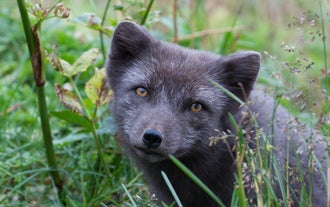 Un renard arctique de la réserve naturelle de Hornstrandir regarde l'appareil photo d'un photographe.