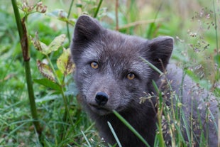 Een poolvos in het natuurreservaat Hornstrandir kijkt naar de camera van een fotograaf.