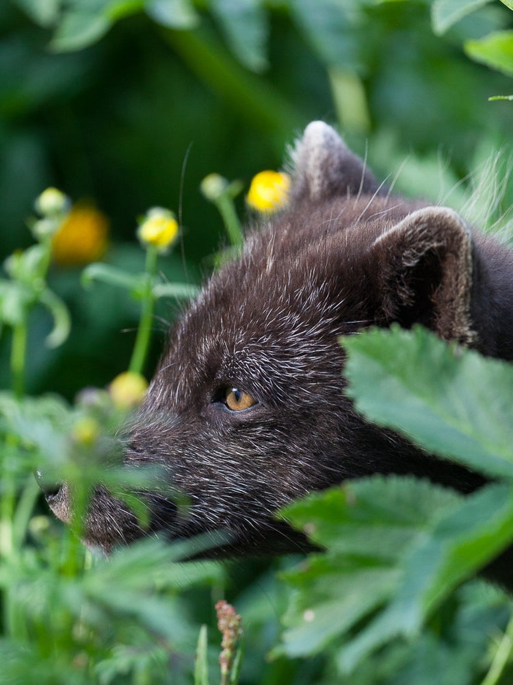 Ein Polarfuchs im Hornstrandir-Naturreservat, umgeben von Blättern und Blumen.