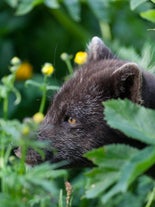 Un renard arctique dans la réserve naturelle de Hornstrandir, entouré de feuilles et de fleurs.