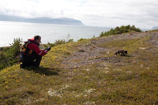 10-godzinna wycieczka z obserwacją lisów polarnych w rezerwacie przyrody Hornstrandir z Isafjordur