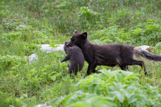 10-godzinna wycieczka z obserwacją lisów polarnych w rezerwacie przyrody Hornstrandir z Isafjordur