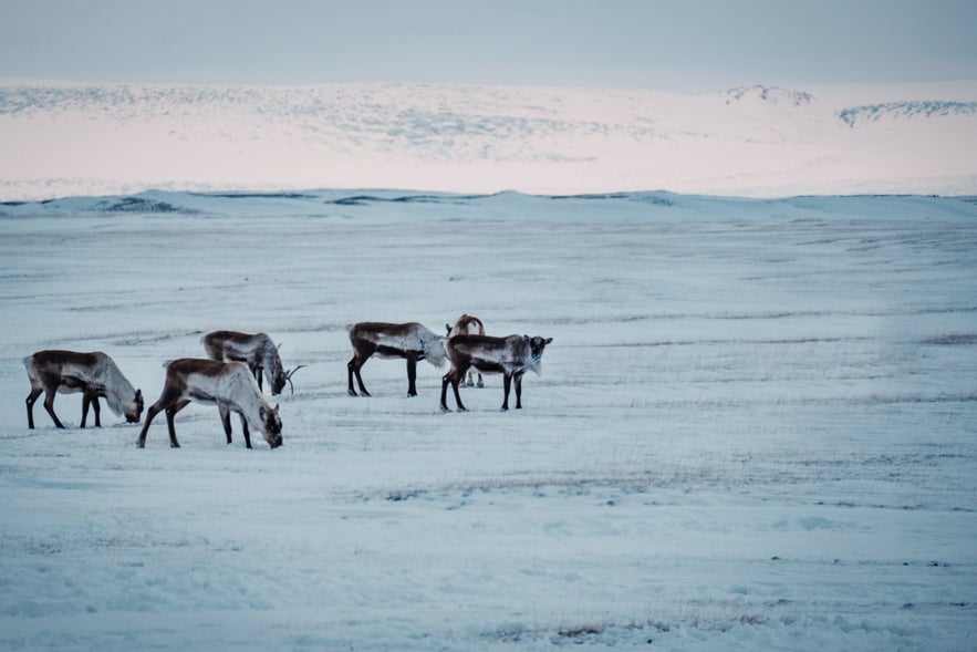 Reindeer in East Iceland
