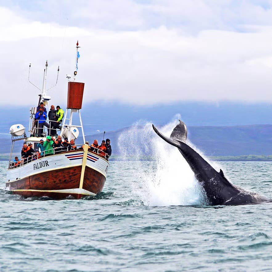 Walvissen spotten in houten boten in IJsland, waarbij reizigers een walvis van dichtbij bekijken