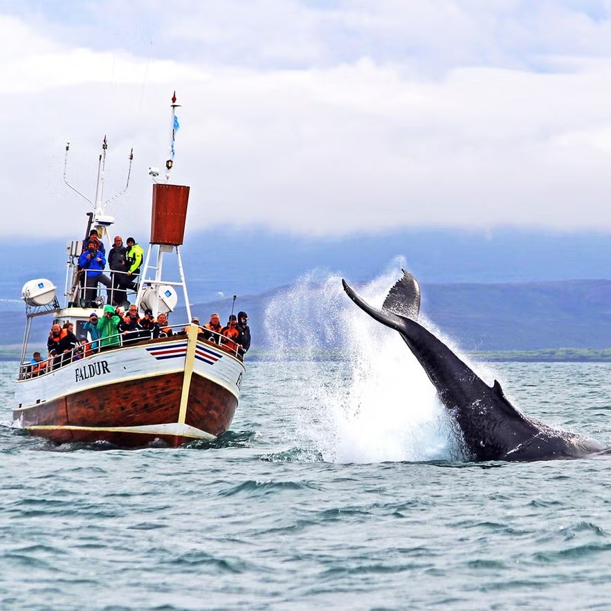 Whale-watching in wooden boats in Iceland, with travelers observing a whale up-close