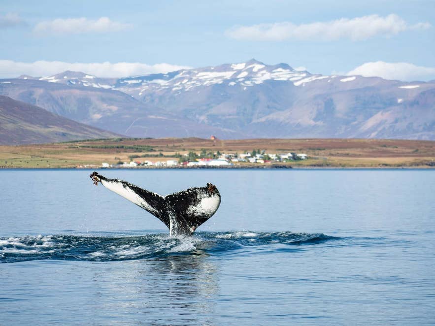 Une baleine jaillit de l’océan dans le fjord Eyjafjordur, près d’Akureyri dans le nord de l’Islande