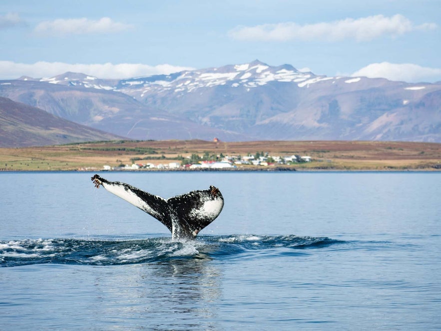 A whale breaching the ocean in the Eyjafjordur Fjord, close to Akureyri in North Iceland