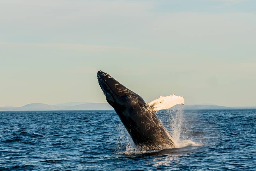 Une baleine d’Islande jaillit de l’océan, un spectacle magnifique