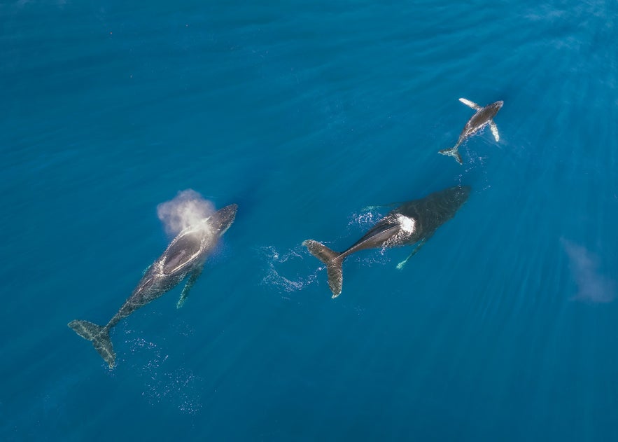 Overhead view of three whales in Iceland
