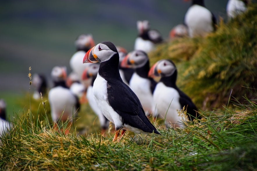 Puffins in Lundey, also known as Puffin Island, in Husavik, Iceland.
