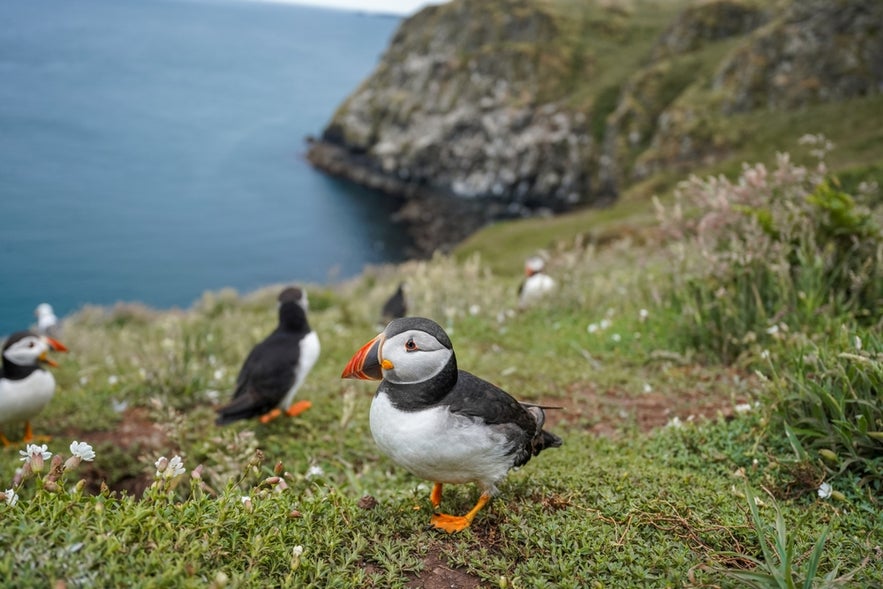 Birdwatching is one of the top things to do in Husavik.