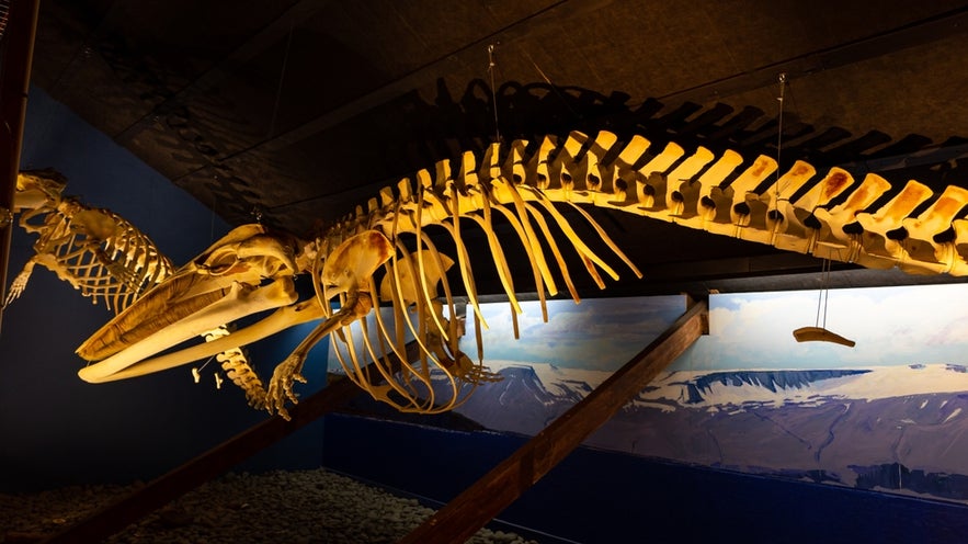 One of the displays at the Husavik Whale Museum.