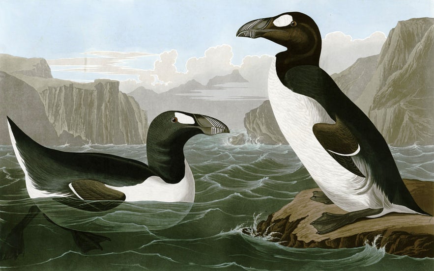 Illustration of two extinct Great Auks in their natural North Atlantic coastal habitat, one swimming in the ocean and the other perched on a rocky shore, with dramatic cliffs in the background.