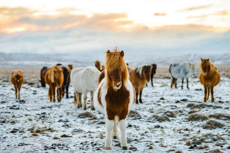 Icelandic horses standing on snowy ground with mountains in the background.