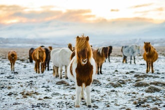 Icelandic horses standing on snowy ground with mountains in the background.