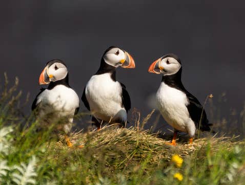 French-Guided Private South Coast Tour with Waterfalls, Glacier, & Black Sand Beaches