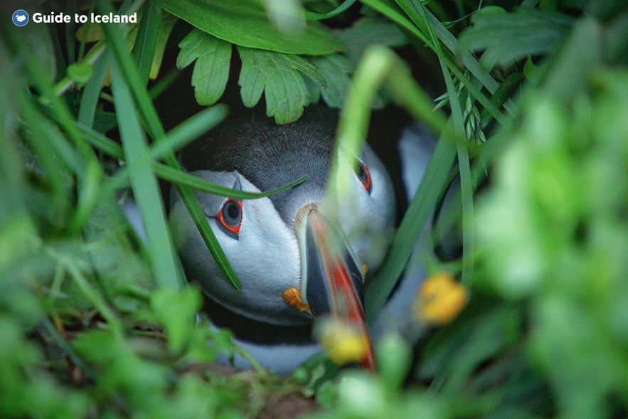 Close-up of an Atlantic puffin peeking out from its burrow surrounded by lush green vegetation in Iceland.